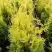 Туя ГОЛДЕН БРАБАНТ западная в Витебске