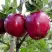Яблоня РЕД ДЕЛИШЕС в Витебске
