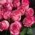 Роза КАРУСЕЛЬ чайно-гибридная в Витебске