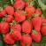 Клубника САН АНДРЕАС ремонтантная в Витебске
