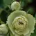 Роза ГРИН ДАЙМОНД миниатюрная в Витебске