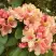 Рододендрон ФЛАУТАНДО в Витебске