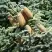 Пихта благородная в Витебске