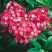 Кальмия КАРДИНАЛ в Витебске