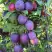 Слива БЛЮ СВИТ колонновидная в Витебске