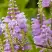 Физостегия РОЗЕЯ виргинская в Витебске