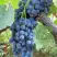 Виноград ВЕНУС в Витебске
