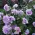 Роза ЛАВ СОНГ флорибунда в Витебске