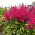 Астильба САННИ ДЕЙ гибридная в Витебске