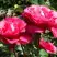 Роза ВИЕН РОУЗ чайно-гибридная в Витебске