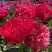 Пион БЕЛГРАВИЯ травянистый в Витебске