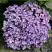 Гортензия АИША крупнолистная  в Витебске