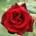 Роза ТАБУ чайно-гибридная в Витебске