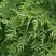 Туя СМАРАГД ВАРИЕГАТА западная в Витебске