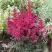 Астильба МУЛЕН РУЖ курчавая в Витебске