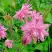 Аквилегия БАРЛОУ ПИНК гибрид МакКаны в Витебске