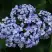 Гортензия АИША крупнолистная  в Витебске