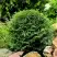 Туя ДАНИКА западная в Витебске