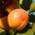 Абрикос СПАДЧЫНА в Витебске