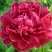 Пион КИТАЙСКИЙ ШЕЛК травянистый в Витебске
