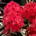 Рододендрон МАТАДОР в Витебске