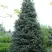 Пихта белая в Витебске