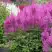 Астильба АМЕТИСТ Арендса в Витебске