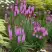 Лиатрис РОЗЕА колосковая в Витебске