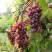 Виноград КИШМИШ ЗАПОРОЖСКИЙ в Витебске