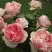 Роза ФИЛИНГ чайно-гибридная в Витебске