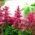Астильба ЮНИК КАРМИН гибридная в Витебске