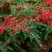Кизильник горизонтальный в Витебске