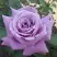 Роза МАЙЗЕР чайно-гибридная в Витебске