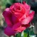 Роза ВИЕН РОУЗ чайно-гибридная в Витебске