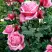 Роза ЭЙФЕЛЕВА БАШНЯ чайно-гибридная в Витебске
