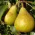 Груша ГЕНЕРАЛ ЛЕКЛЕРК в Витебске