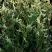 Туя ГОЛД ПЕРЛ западная в Витебске