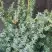 Можжевельник БЛЮ АЛЬПС китайский  в Витебске