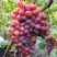Виноград КРАСОТКА в Витебске
