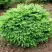 Ель НИДИФОРМИС обыкновенная в Витебске