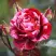 Роза ДИП ИМПРЕШН флорибунда в Витебске