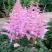 Астильба ГИАЦИНТ Арендса в Витебске