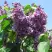 Сирень ВИОЛЕТТА в Витебске