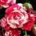 Роза ФАЙЕР ВОРКС миниатюрная в Витебске