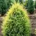 Можжевельник ГОЛД КОН обыкновенный в Витебске