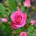 Роза ЛАВЛИ ЛИДИЯ спрей в Витебске