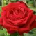 Роза СОФИ ЛОРЕН чайно-гибридная в Витебске