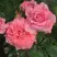 Роза ПЬЕР КАРДЕН чайно-гибридная в Витебске