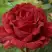 Роза РЕД ИНТУИШН чайно-гибридная в Витебске