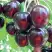 Черешня ЛЮБИМИЦА АСТАХОВА в Витебске